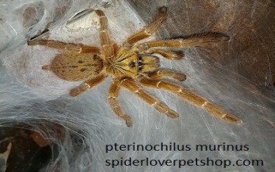 pterinochillus murinus 2-3 cm tarantula